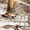 Long-billed Dowitcher